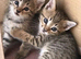 2 tabby kittens