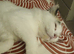 Beautiful friendly female kitten seeking home