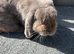 Mini lop looking for his new home
