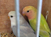 Female peach face lovebirds for sale