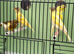 Very good quality this year canary&rsquo;s available