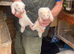 Young ferrets for sale ready now well fed and looked after good strain fifteen pound each thanks