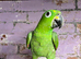 Tame yellow crowned amazon
