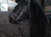 13.1 hh fell mare