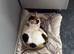 My beautiful twinkle just want a lovely home she can join with