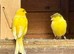 Fife and Gloster last years birds ready to breed