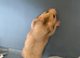 Syrian Hamster Baby’s - Ready Now