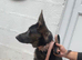 German shepherd female