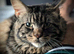 Maine Coon boy kitten