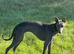 Laguna whippet lovely little girl puppy is going cause of a break up