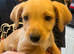 5 beautiful jackapoo puppies