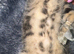 Mixed bengal