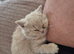 British Shorthair Kittens