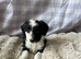 Beautiful cockapoo puppies