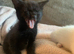 maine coon cross kittens