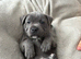 Stunning Blue Staffordshire bull terrier boy kc registered