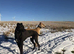 Lurcher pups for sale