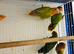 Lovebirds for sale