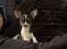 Beautiful chihuahua