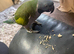 Female Lord derbyan parrot (Semi tamed)