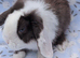 Choc split mini lop buck