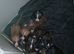 Beautiful staffy puppies looking for there forever loving home