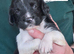 Litter of 8 Springer Puppies