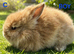 Lionhead babies