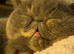Exotic kittens