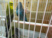 Black face & black wing budgies available