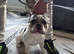 Merle boy frenchie