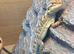 German giant bearded dragons