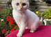 Delightful Golden Colourpoint Female Kitten