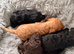 Cockapoo 1 brown boy 2 black girls ready to leave 16th September