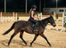 TB mare 15.2 10 yrs calm happy hack teenager&rsquo;s fun horse