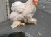 1 white mottled pekin chicken