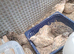 Japanes Coturnix Quails available