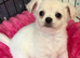 Longhair chihuahua boy
