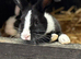 *** BABY BUNNIES** LOP CROSSES