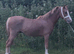 2yo Welsh. A colt