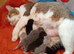Exotic shorthair x kittens