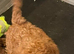 COCKAPOO PUPS