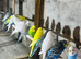 Budgies