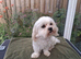 Darcy our Maltese male dog