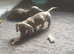 2 brothers for sale