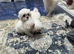 Korean Maltese terrier smallest of the smallest
