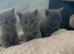 British shorthair kittens