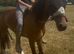 Exceptionally well bred section D proven broodmare to dun foal. Absolutely bombproof