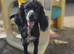 Rehome, 4 year old black cocker girl.