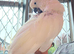 Yellow sulphur cockatoo